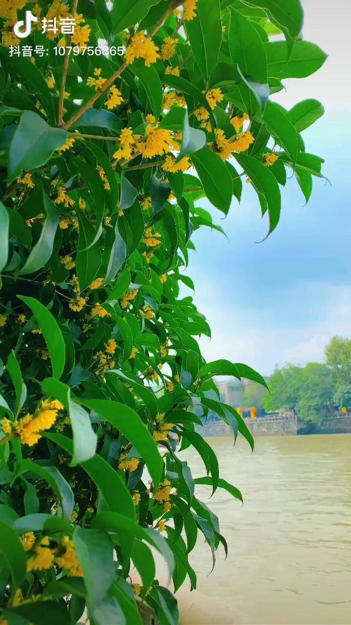 在一片清新怡然里我闻到了桂花香
