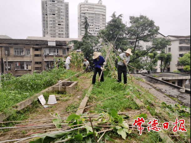 老黨員主動配合拆除樓頂空中菜園