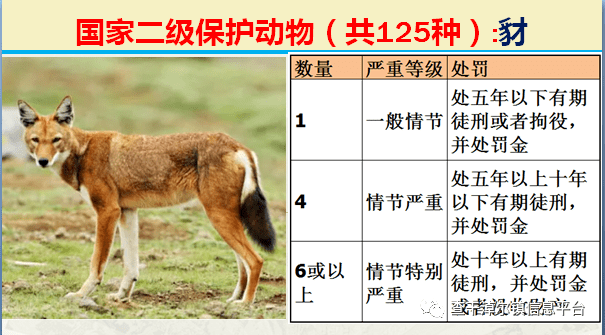 国家最新125类二级野生保护名录,图片及违法对应刑责_动物