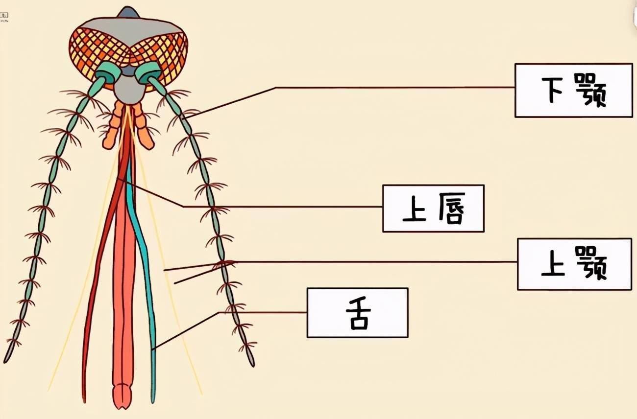 蚊子口器解剖图图片