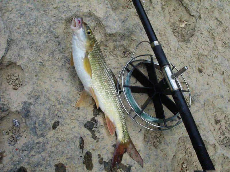 冲钓赤尾子鱼,最大的有三四斤,力道了得_赤尾鱼
