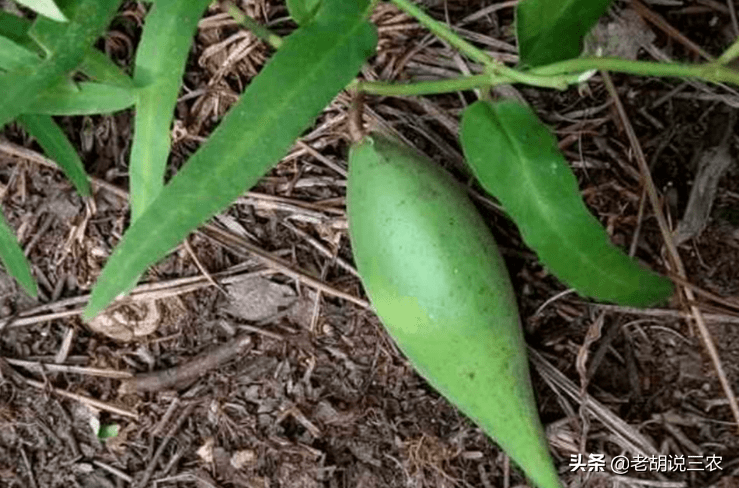 被称为老鸦嘴的野草竟有人收购原来它就是中药材瘊子愁啊