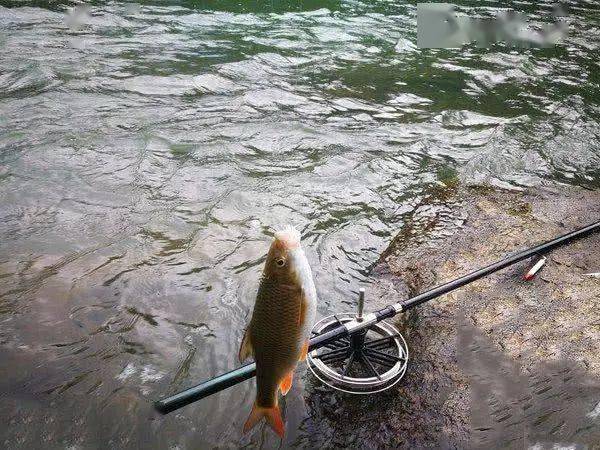 冲钓赤尾子鱼,最大的有三四斤,力道了得_赤尾鱼