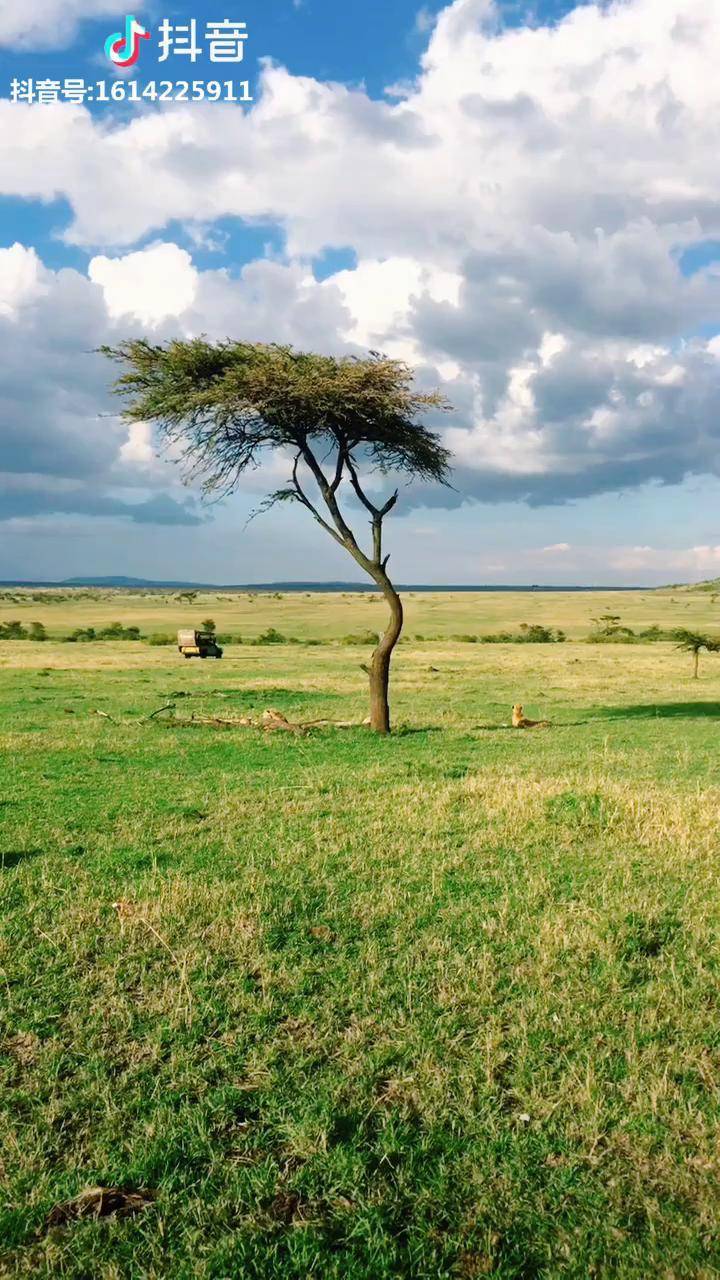雨季来临的非洲变成了青青草原灵境非洲旅行马塞马拉大草原