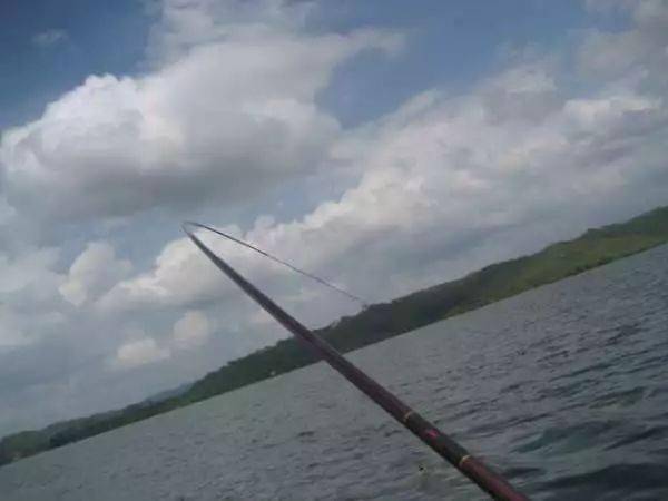 钓获一尾鲤鱼金鳞赤尾煞是漂亮