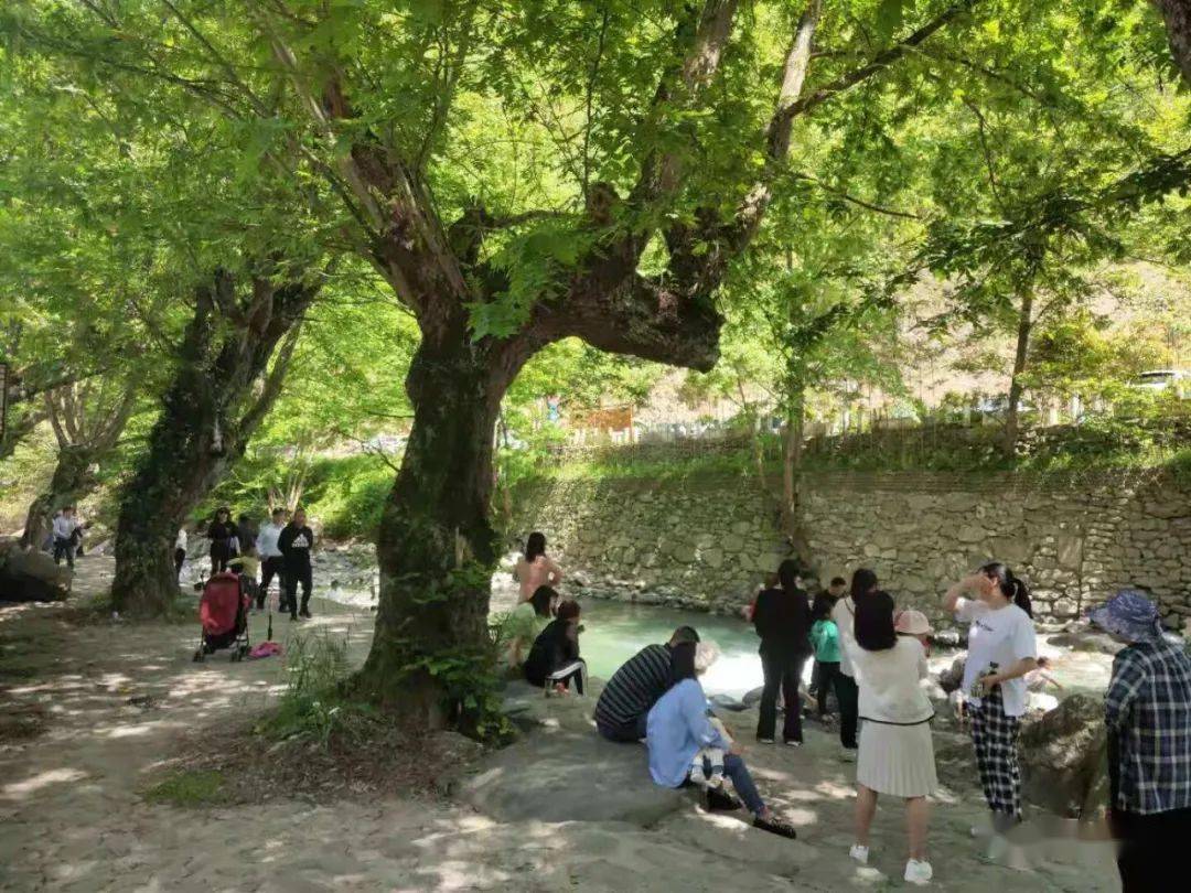 古树在道路两旁撑开巨伞,洒下一片绿荫,还有棋牌,乒乓球,羽毛球等娱乐