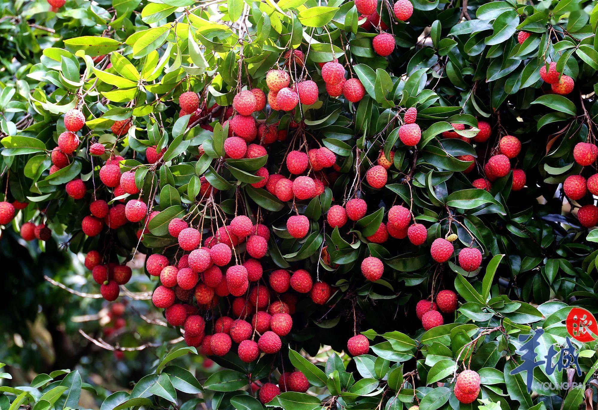 吃货有口福了!从化桂味,糯米糍等荔枝品种正大量上市