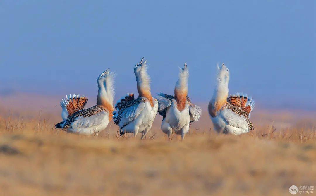 光影中国网"鸟类摄影"栏目一周作品精选(61)