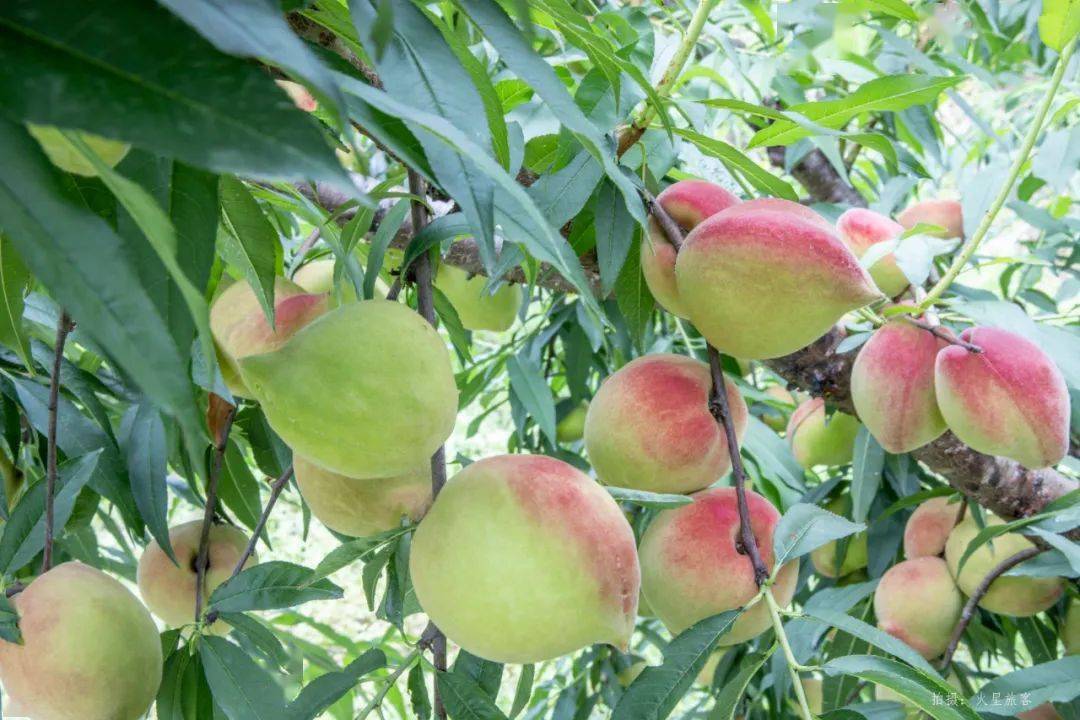 ​重磅!翁源的鹰嘴桃上市啦! 周末出发,带你邂逅夏日的"香甜"~_客家