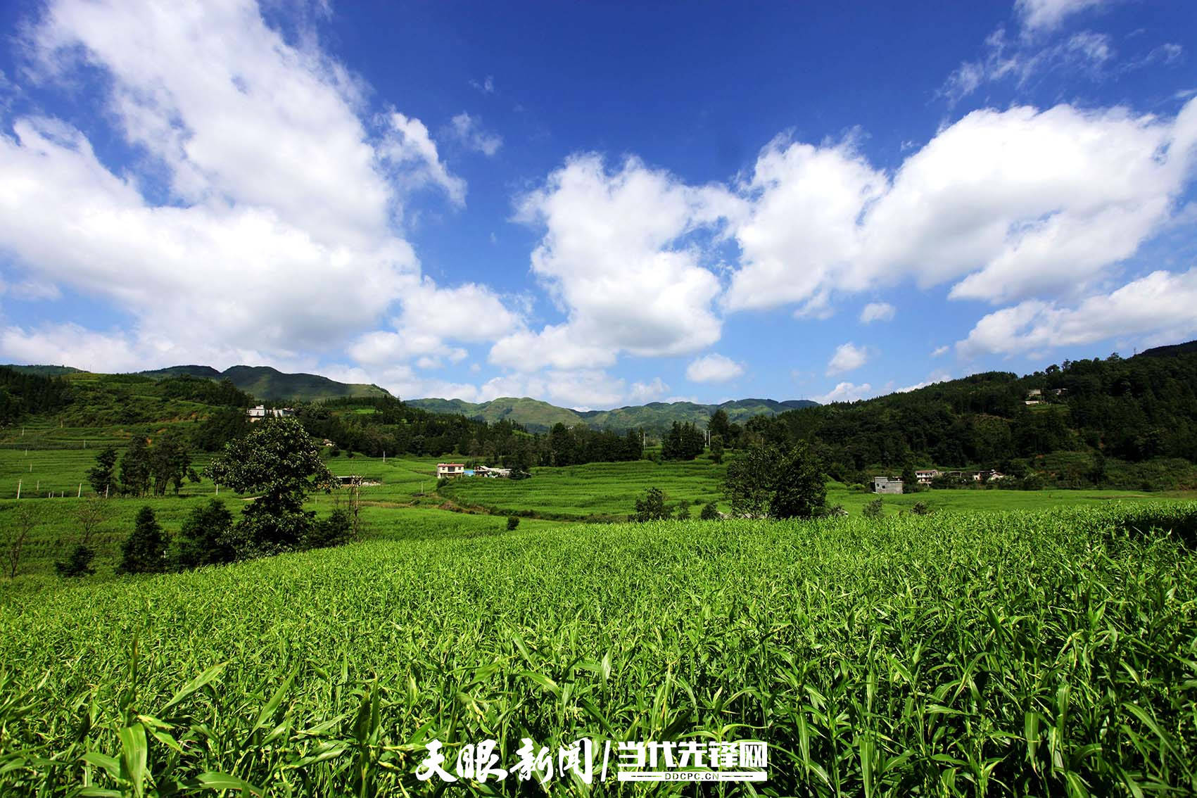 贵州中药材种植面积超700万亩种植规模跃居全国第二