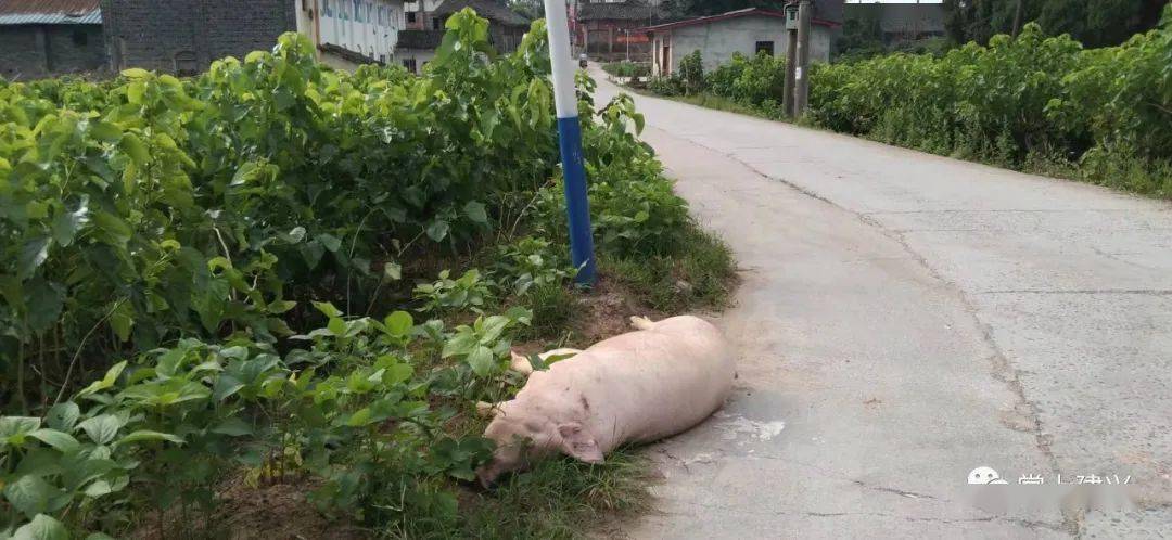 伏虎邻镇一病死猪被丢弃在大路边