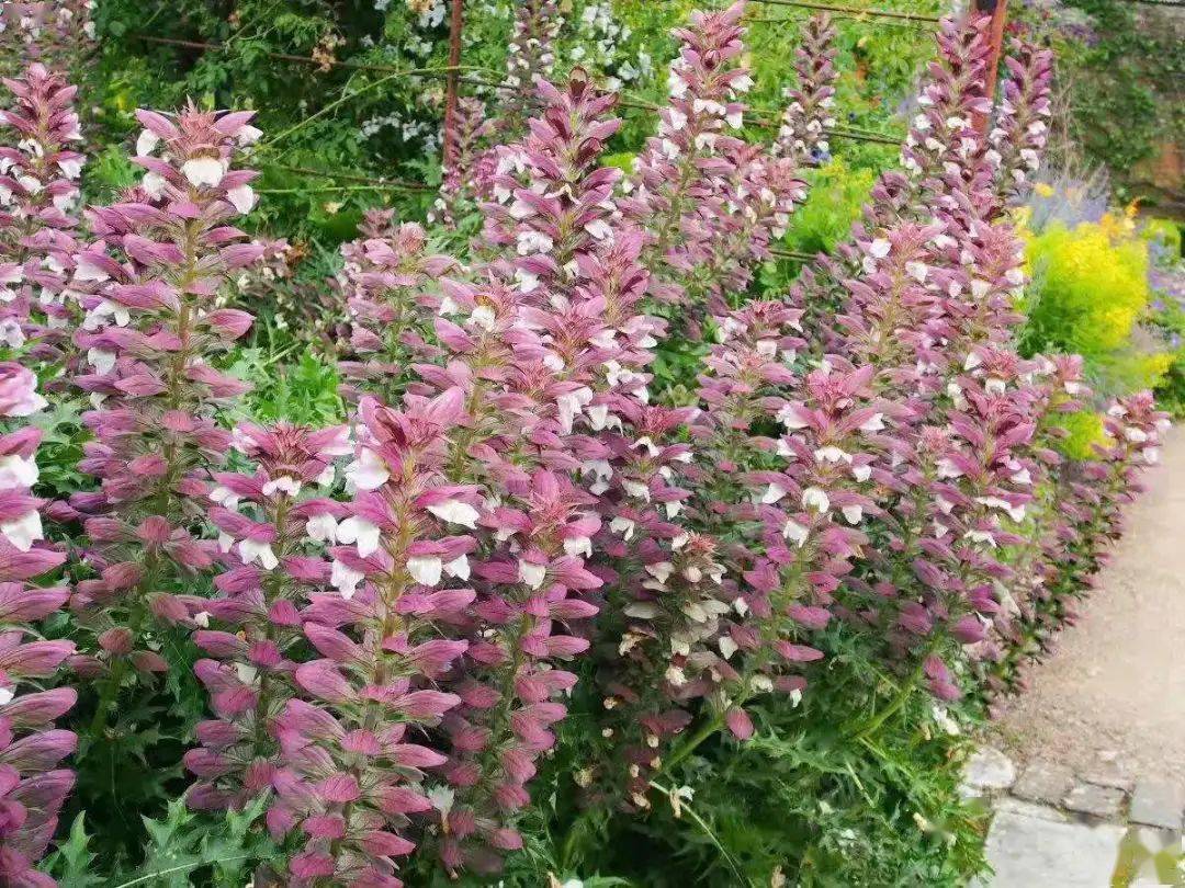 2米,叶深裂,犹如萝卜叶,穗状花序高大挺拔,可达30-100cm,花白色,外有