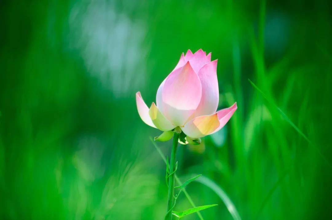 炎炎夏日心清如荷