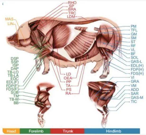 猪肉解剖全过程图片