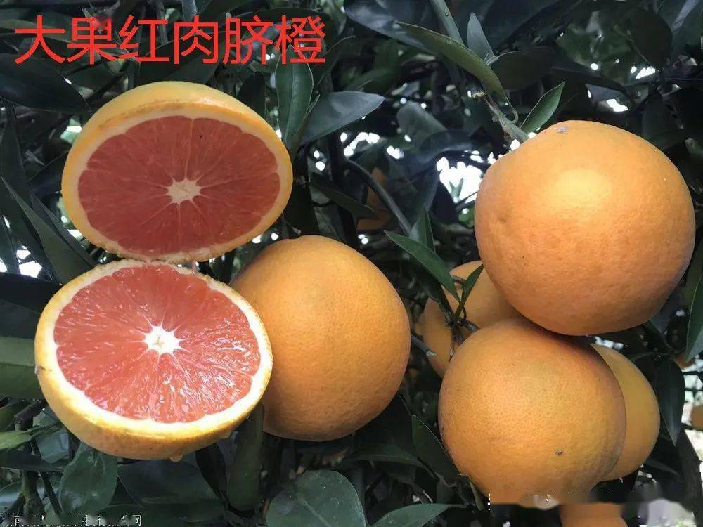 在广西,云南柑橘试验产区9月中上旬即可成熟,重庆柑橘产区于10月中旬