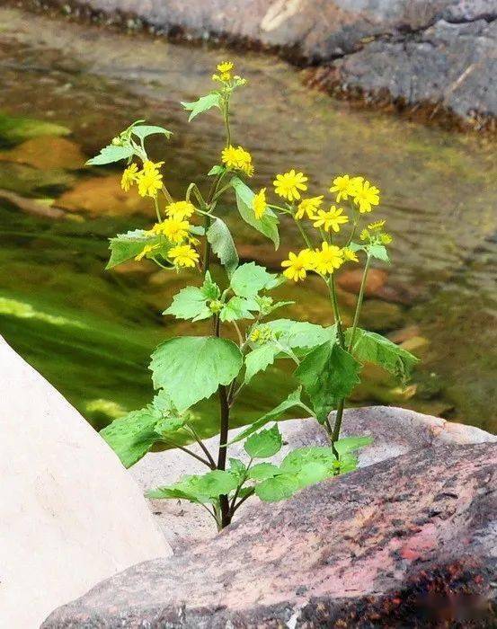 中国诗歌报临屏诗创作三室第3期诗评和优选作品鉴赏 夜色