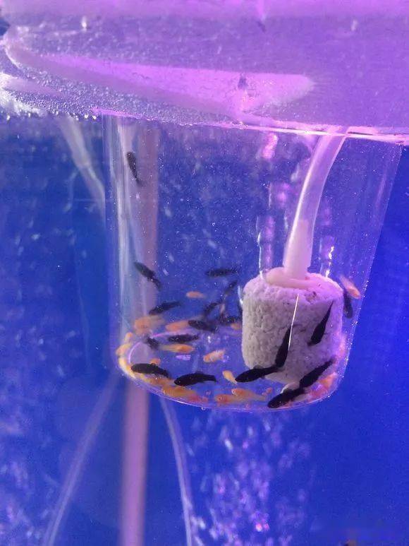 刚出生的孔雀鱼玛丽鱼这么养幼鱼更易成活