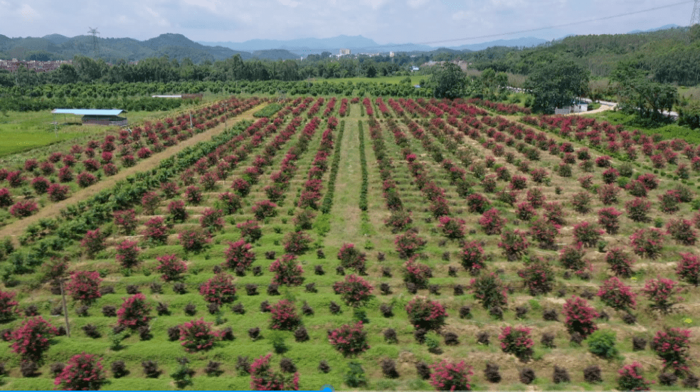 致富有招德庆这条镇大力发展花木基地计划种植1000亩