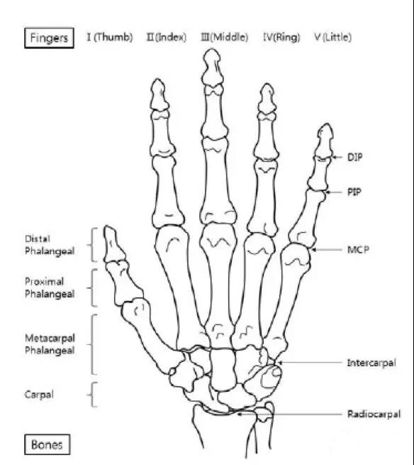 腕骨,掌骨和近端指骨,中指骨和远端指骨之间又形成了腕掌关节(cm,掌