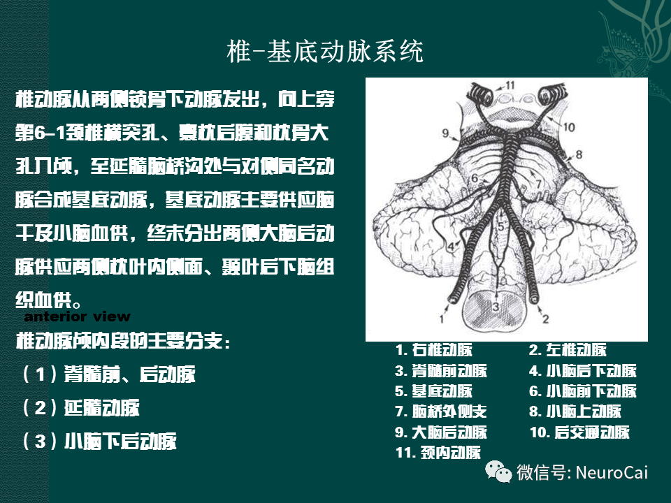 高清圖腦動脈解剖與ct重建