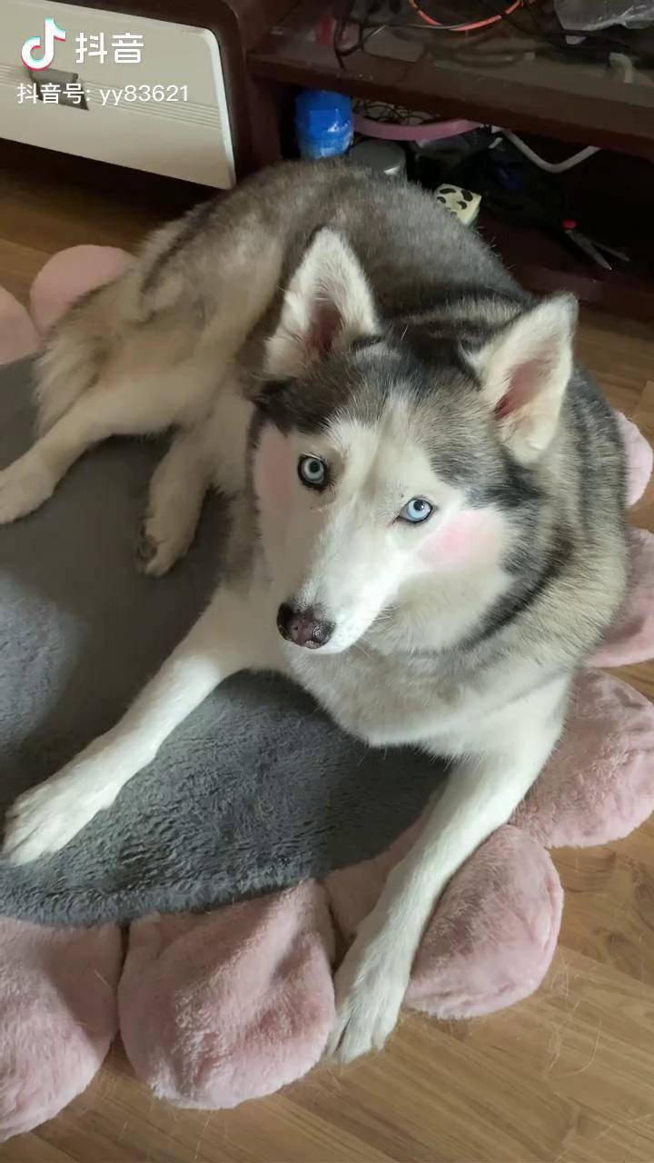 我觉得小狗狗也应该得付出点劳动力傻狗的日常家有萌宠二哈