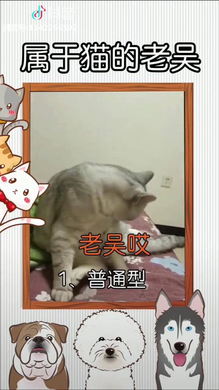老吴是谁为啥全网的猫都在找他