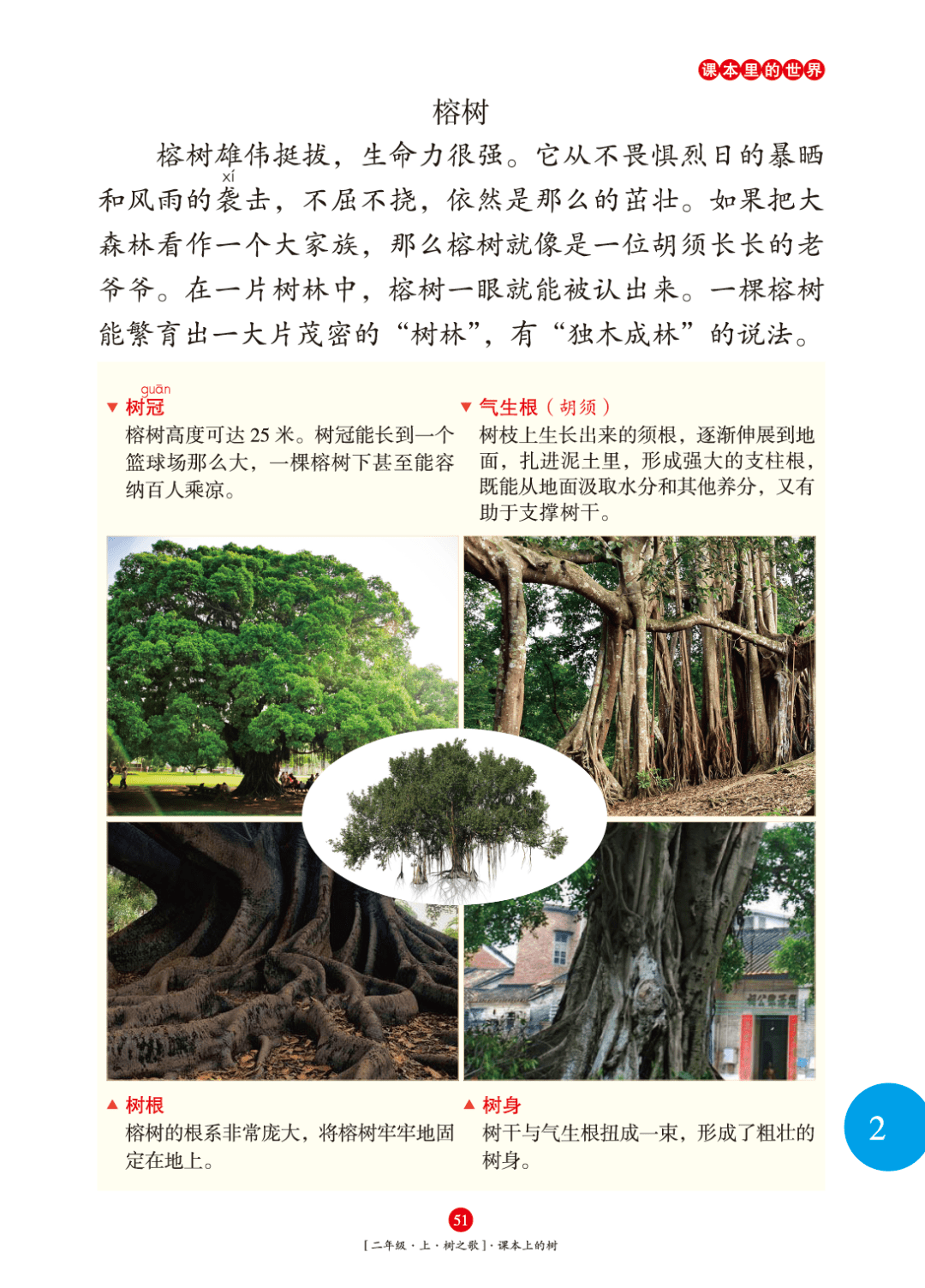 杨树要突出高,榕树突出壮,梧桐树重点介绍树叶的形状……贴着教材进行