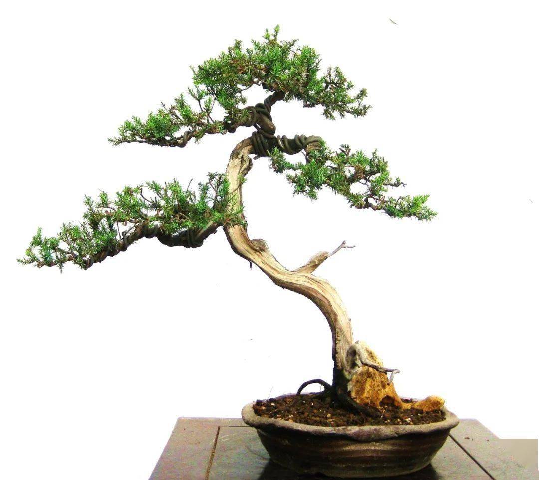 从一株刺柏苗开始5步玩转刺柏盆景