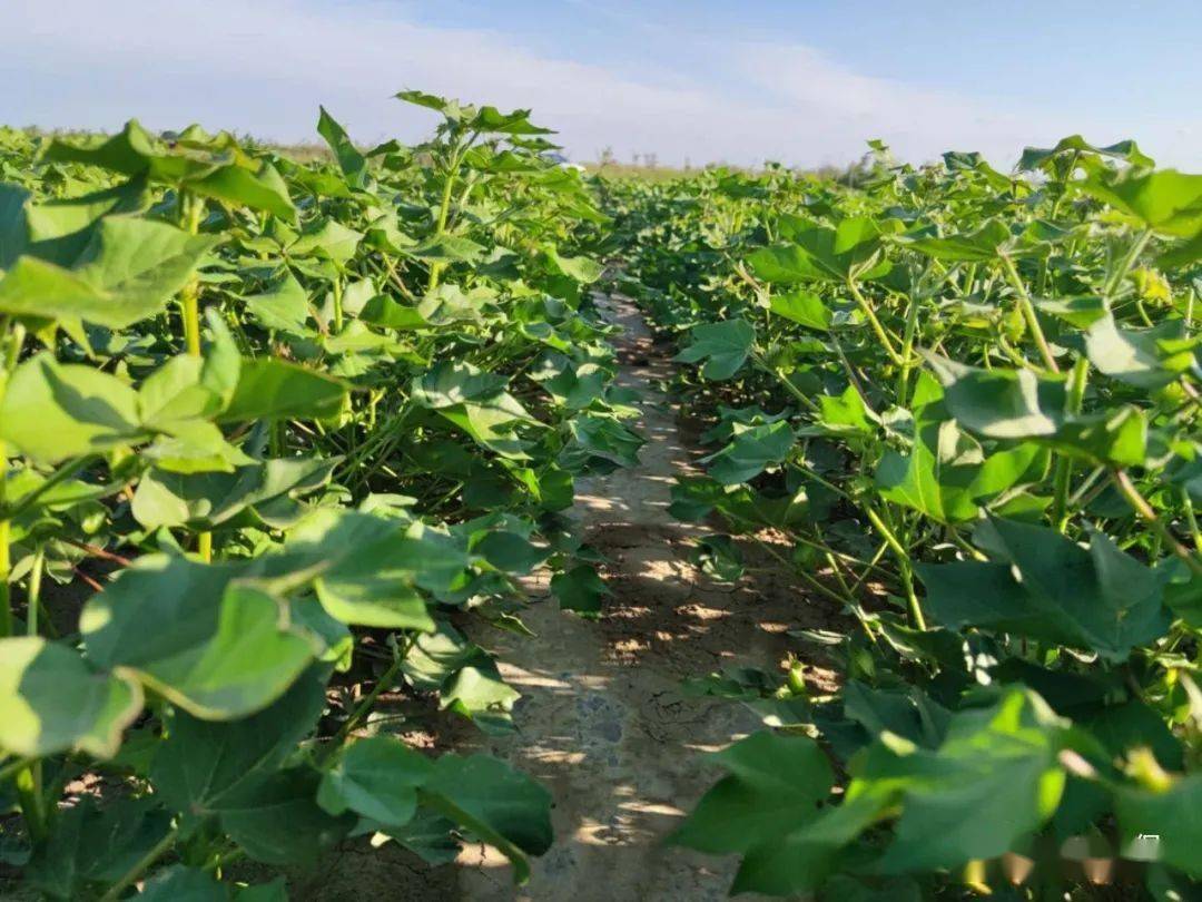 棉花打顶时间的技术要求及水肥运筹的建议