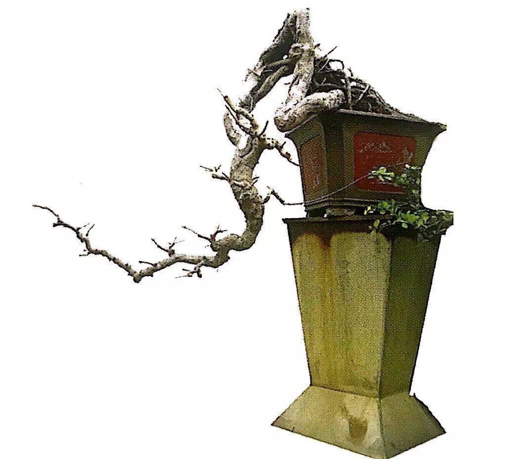 分享盆景造型案例,山油柑桩材十六年蜕变为盆景的成型轨迹!