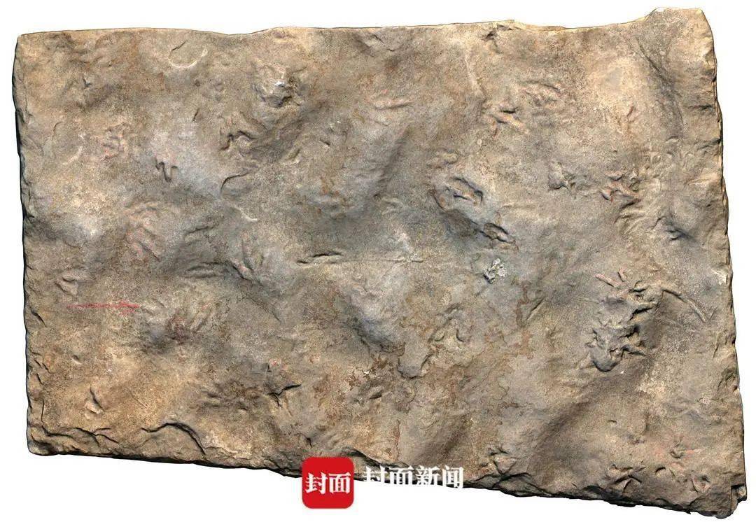 化石|四川自贡发现中国最小恐龙足迹，像极了小鸡爪