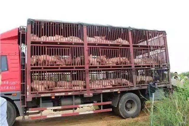 【热点】生猪存栏大增!出栏每头猪约亏损468元