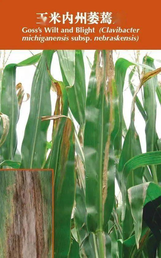 玉米叶片常见缺素应对措施及病害识别与管理手册_症状