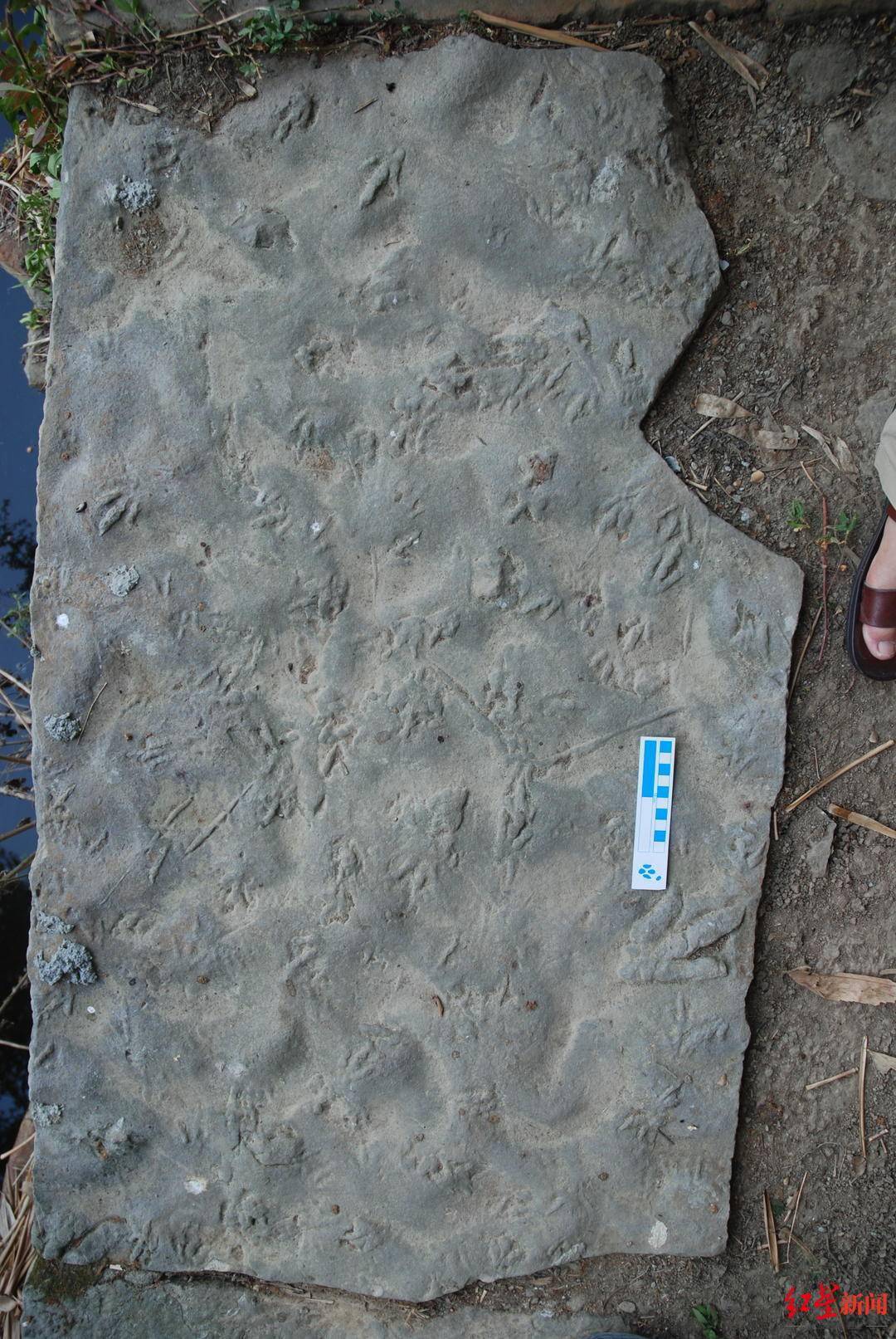 四川自贡发现中国最小恐龙足迹或为刚出生不久恐龙留下身材约为麻雀