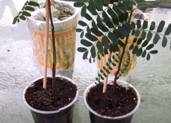 吃完的荔枝核千万别扔了,泡一泡还你一片小森林!