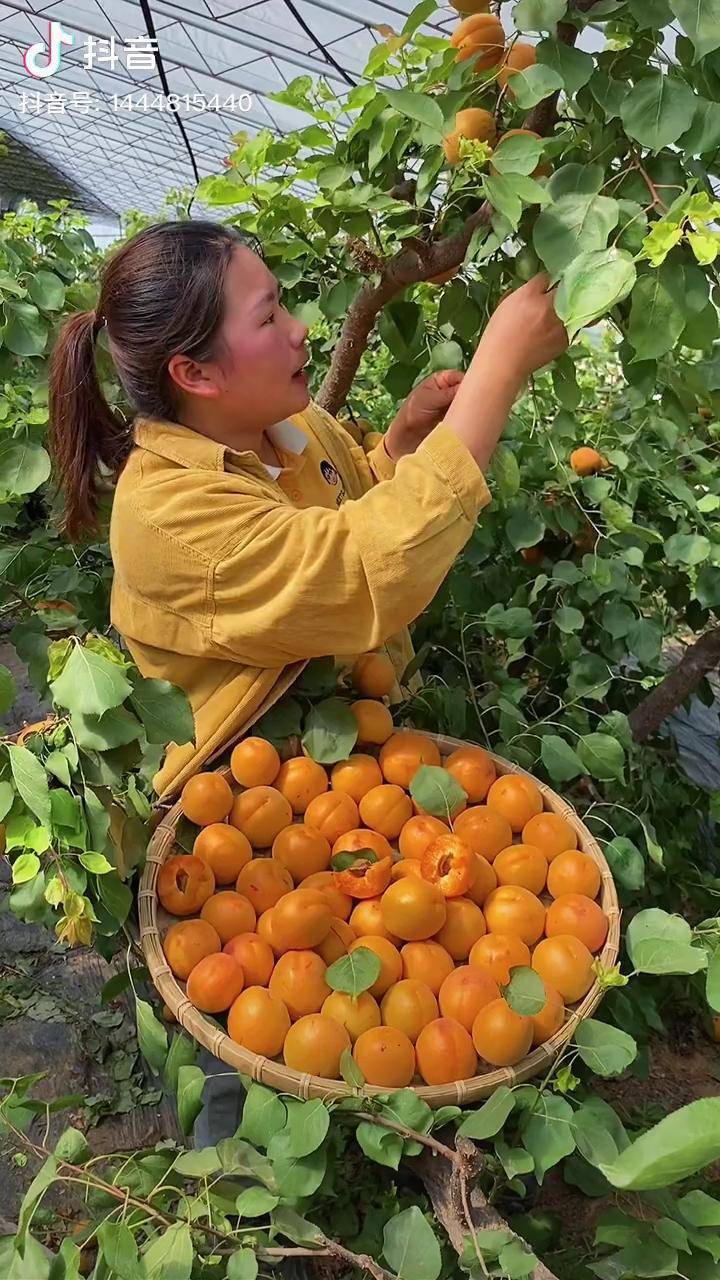 八毛就八毛,每一颗大黄杏都是我们原产地果树上新鲜采摘给你,酸甜多汁