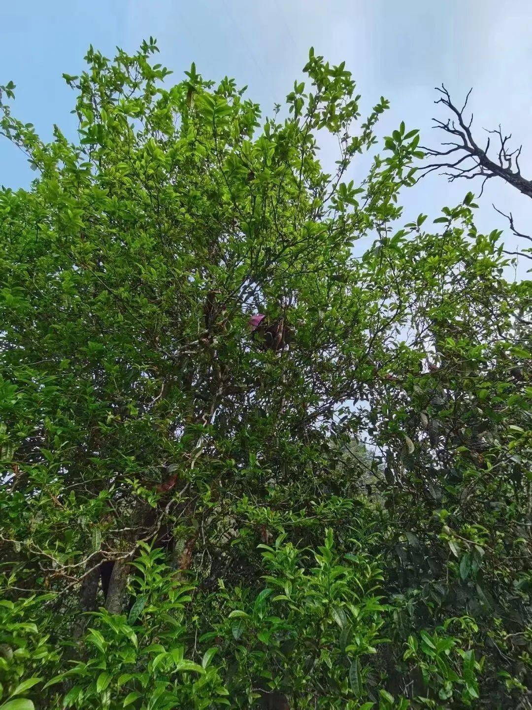 古树茶老挝野生古树茶36庄园巴松红精品古树茶