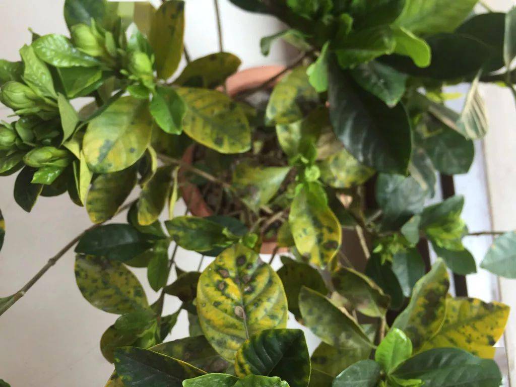 洁白无瑕的栀子花叶子却发了黄一招防治效果绝佳