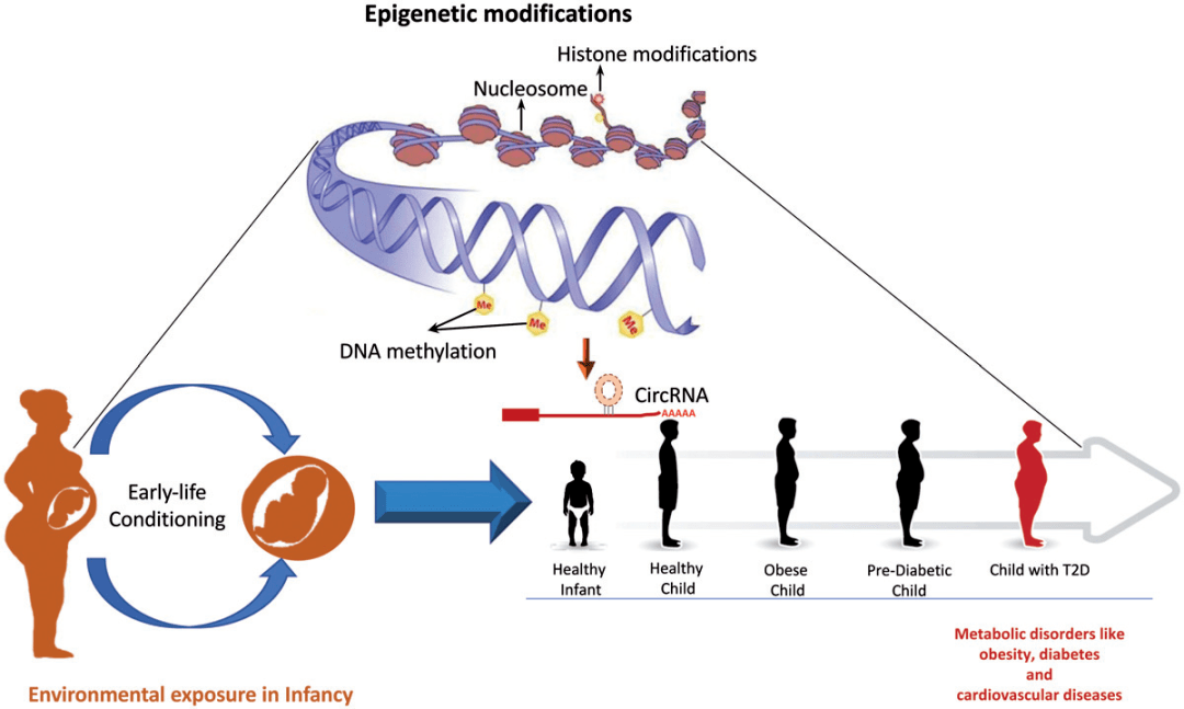 adacds联合论坛研讨肥胖等代谢性疾病的新机制与新靶点ada2021