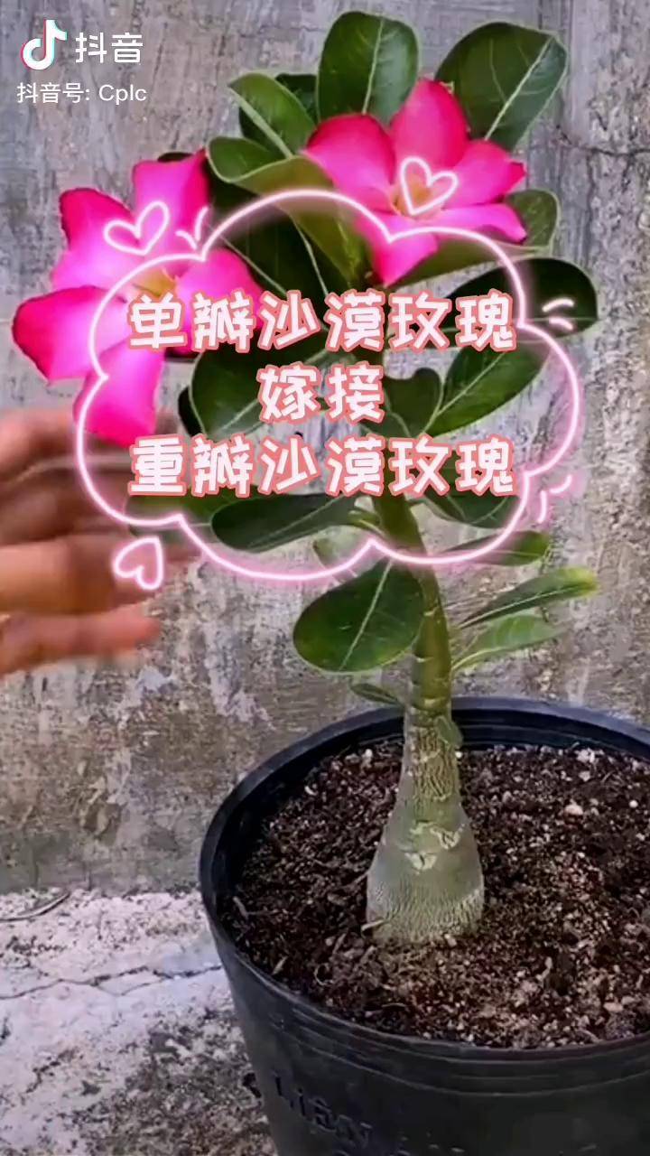 嫁接沙漠玫瑰,把单瓣的变成重瓣老桩,简单实用!养花小知识 嫁接