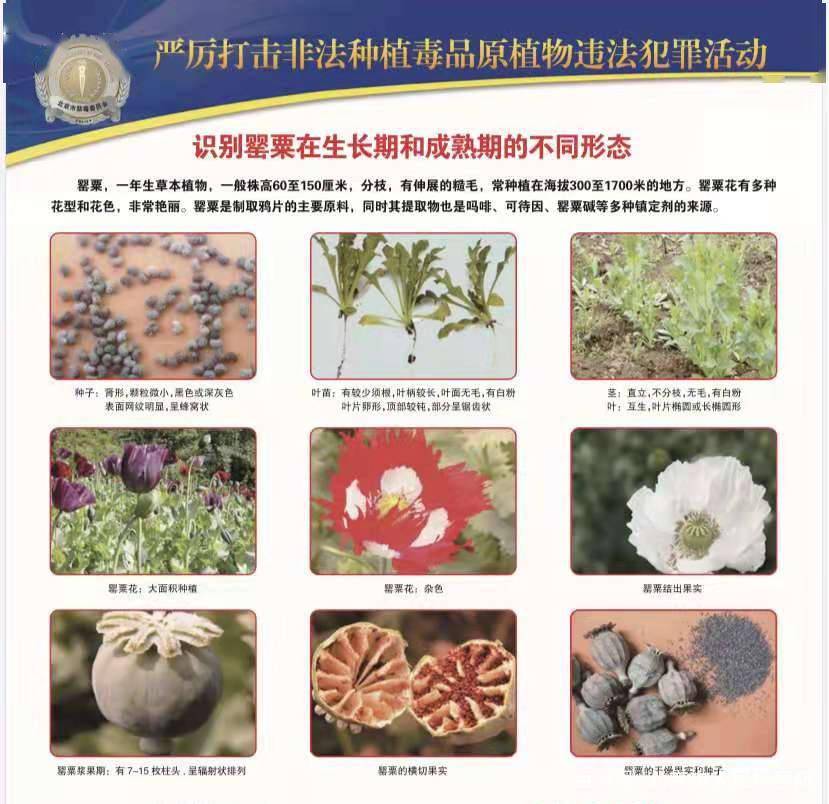 这些花 多美您也种不得 种植