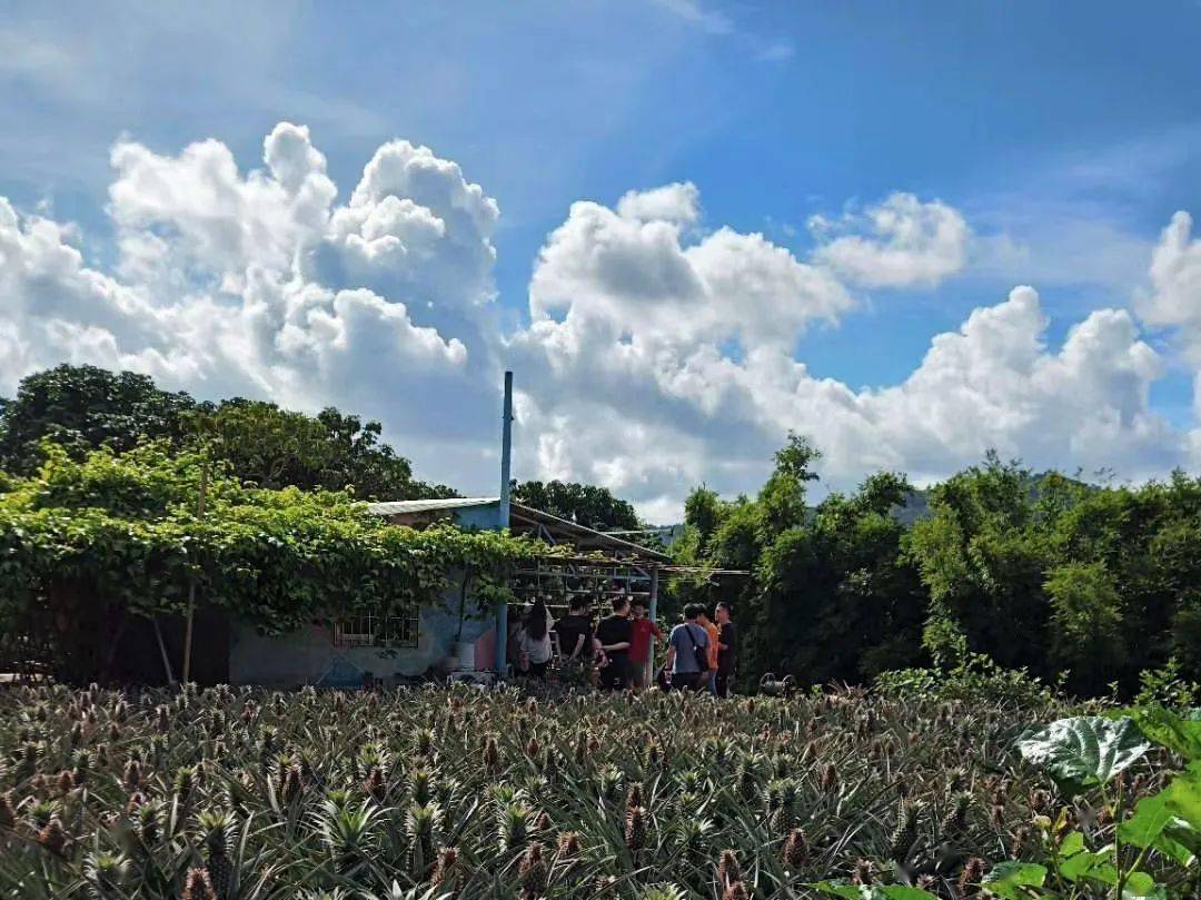 神湾菠萝几月份最好吃就现在又大又甜