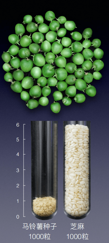 破解百年育种难题种马铃薯可以不用块茎用种子 中国农科院