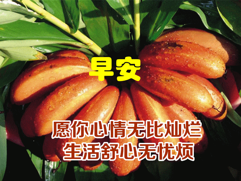 6月28日最漂亮早上好动态表情图片大全早上好动图美图大全