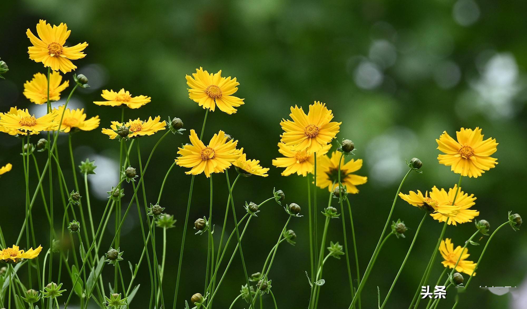 五月花——剑叶金鸡菊