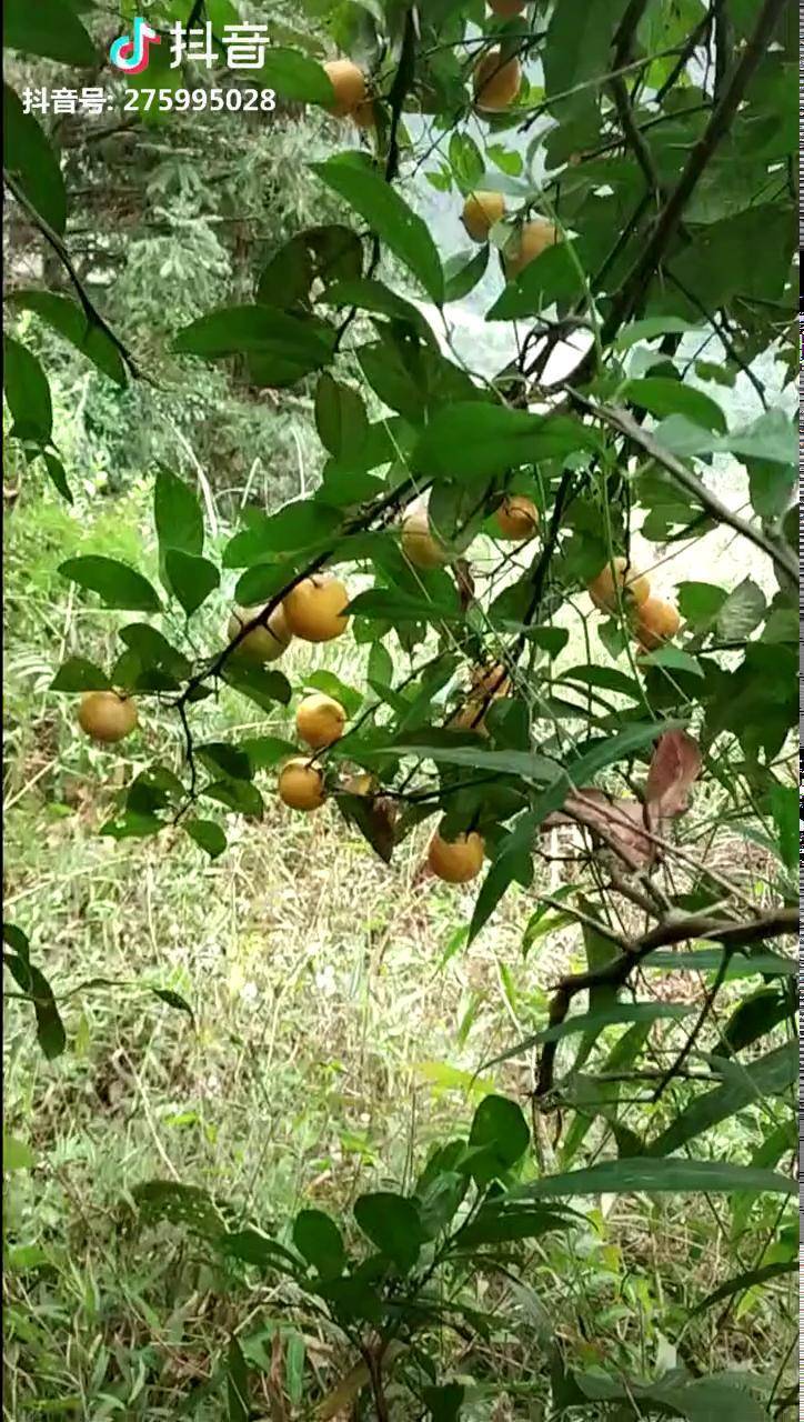 野生柠檬一个字酸