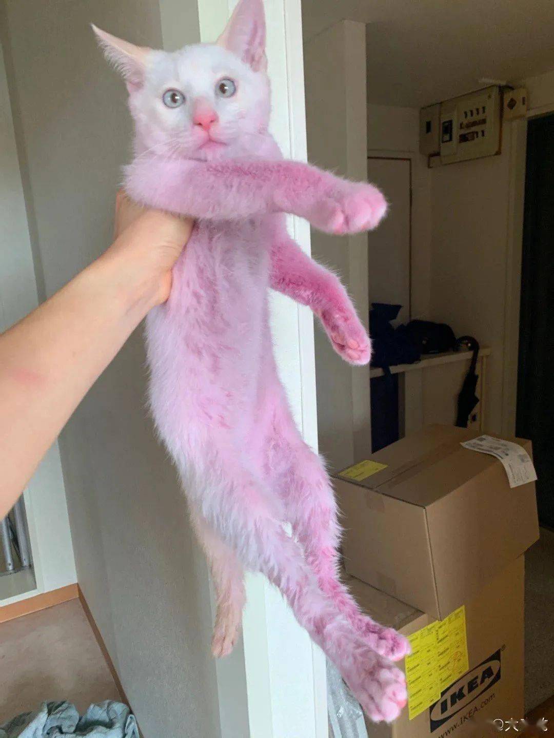 猫的眼睛淡粉色图片
