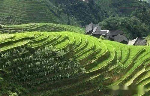 地理观察从水稻的种植过程看季风水田农业特点附水稻分类及我国主要稻