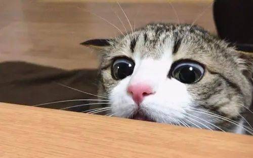 后颈|铲屎官养猫的坏习惯 ｜ 没错，说的就是你～