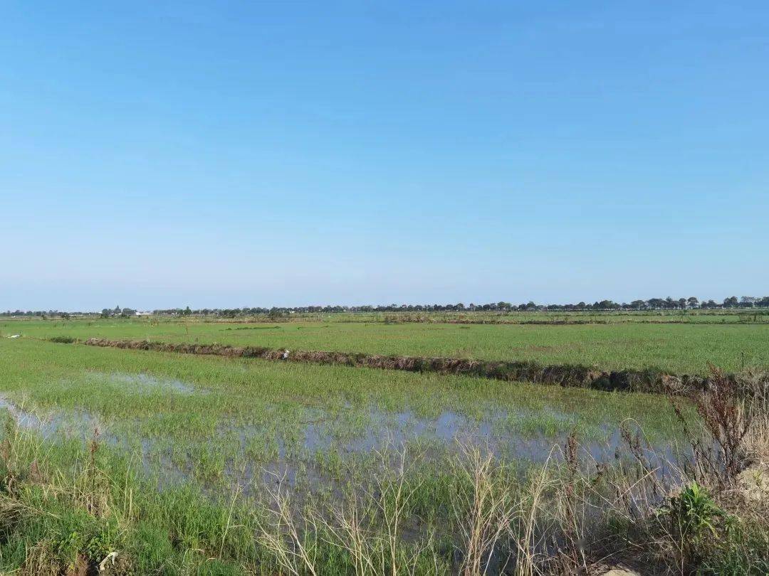 看地团来了千亩低洼地转租莲藕芡实水产种植户们有福啦